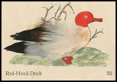 25 Red-Head Duck